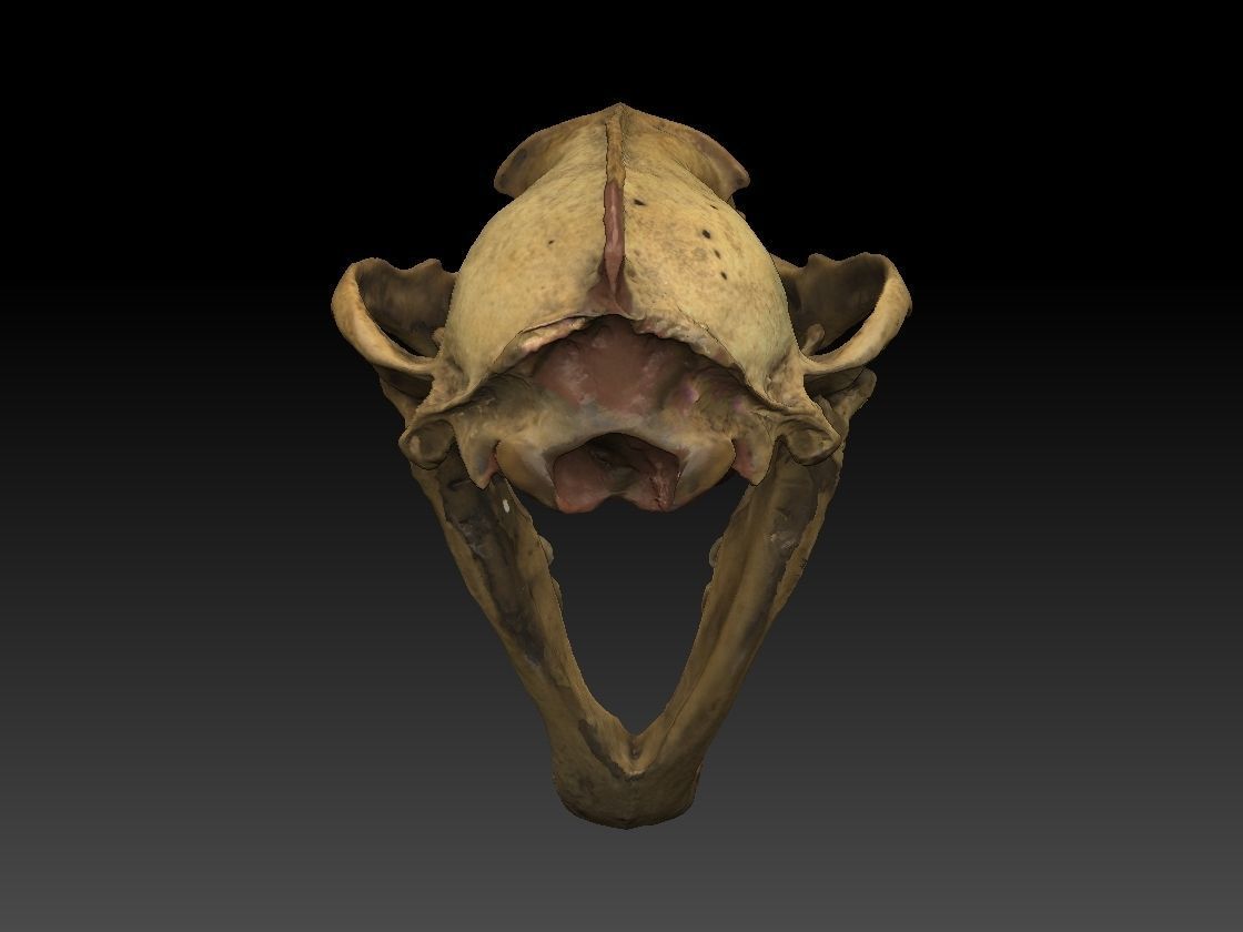 Badger Skull with open jaw 3D model_6