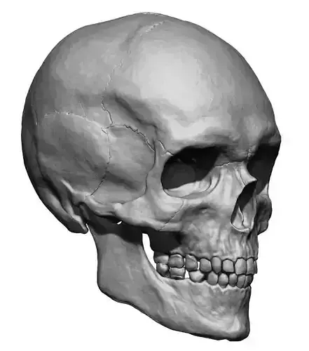 Human Skull 3D model Low-poly 3D model