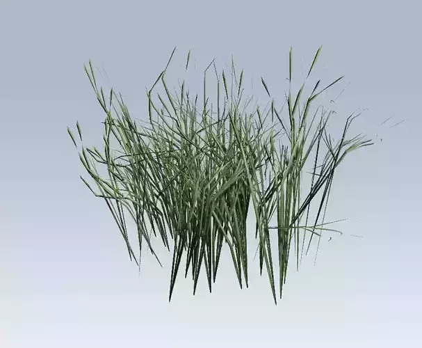 Grass