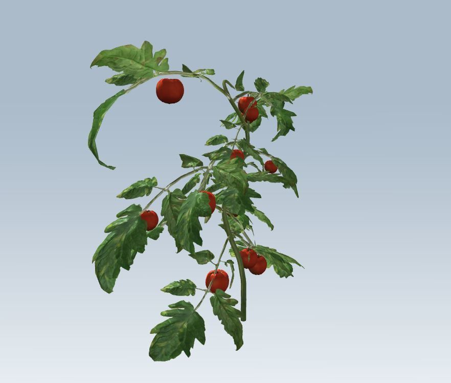 Tomato 3D model_3