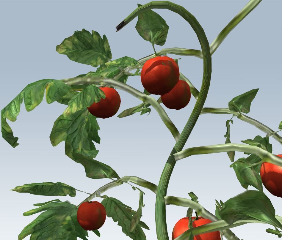 Tomato 3D model_8