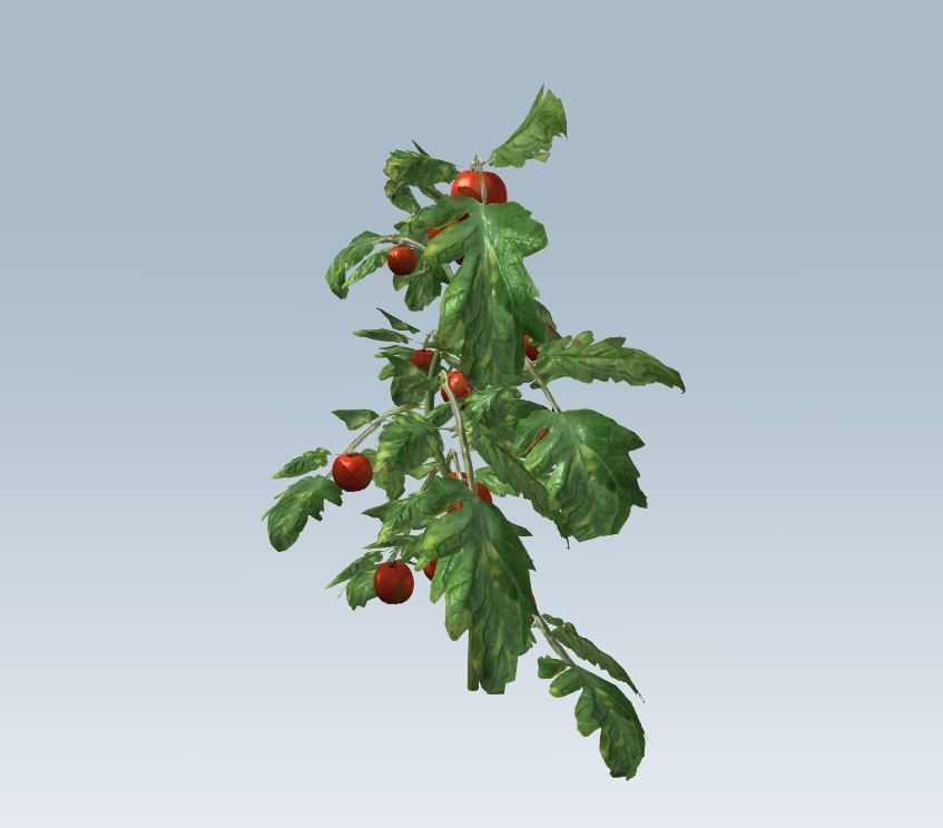 Tomato 3D model_1