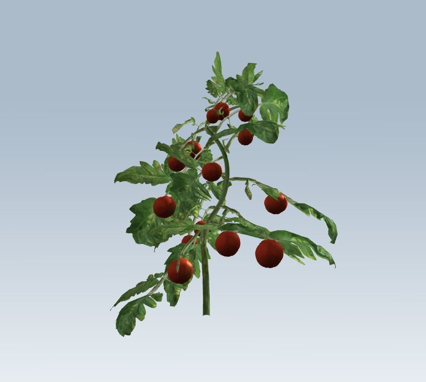 Tomato 3D model_6