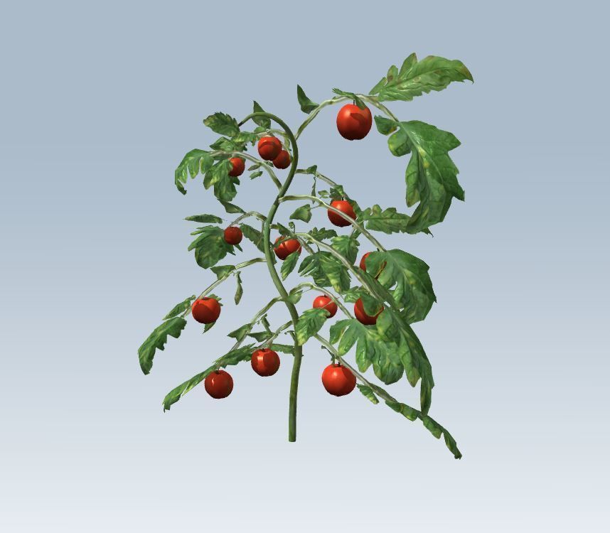 Tomato 3D model_5