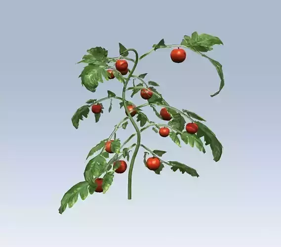 Tomato 3D model Tomato 3D model