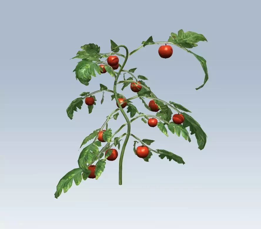 Tomato 3D model_0
