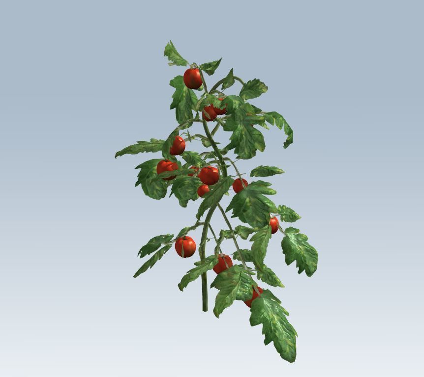 Tomato 3D model_2