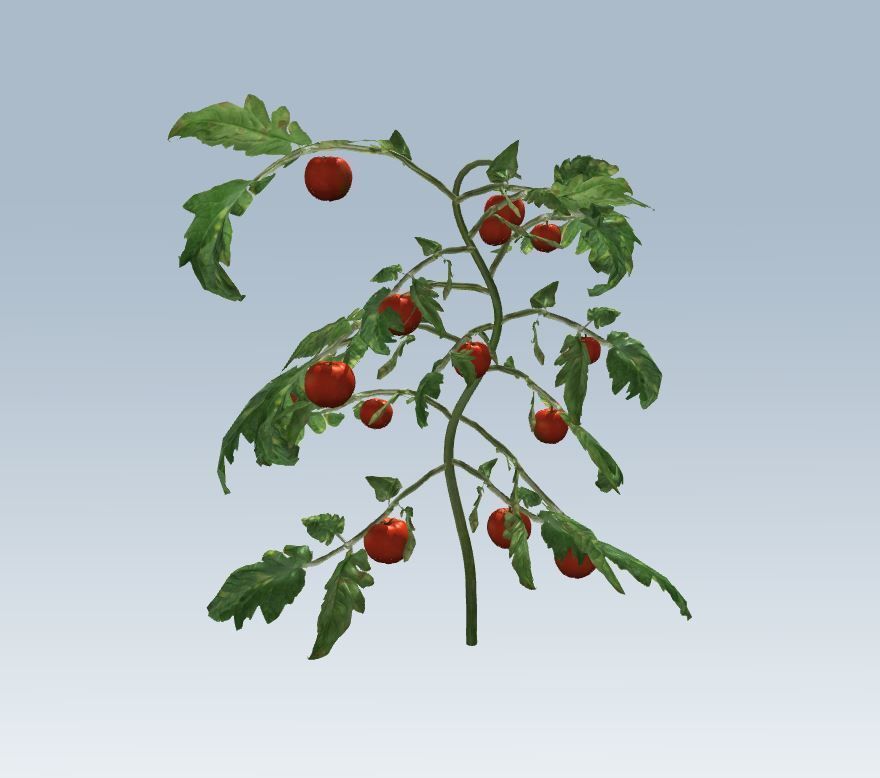 Tomato 3D model_4