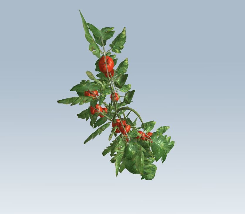 Tomato 3D model_7
