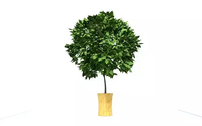 Little Tree Pot Low-poly 3D model