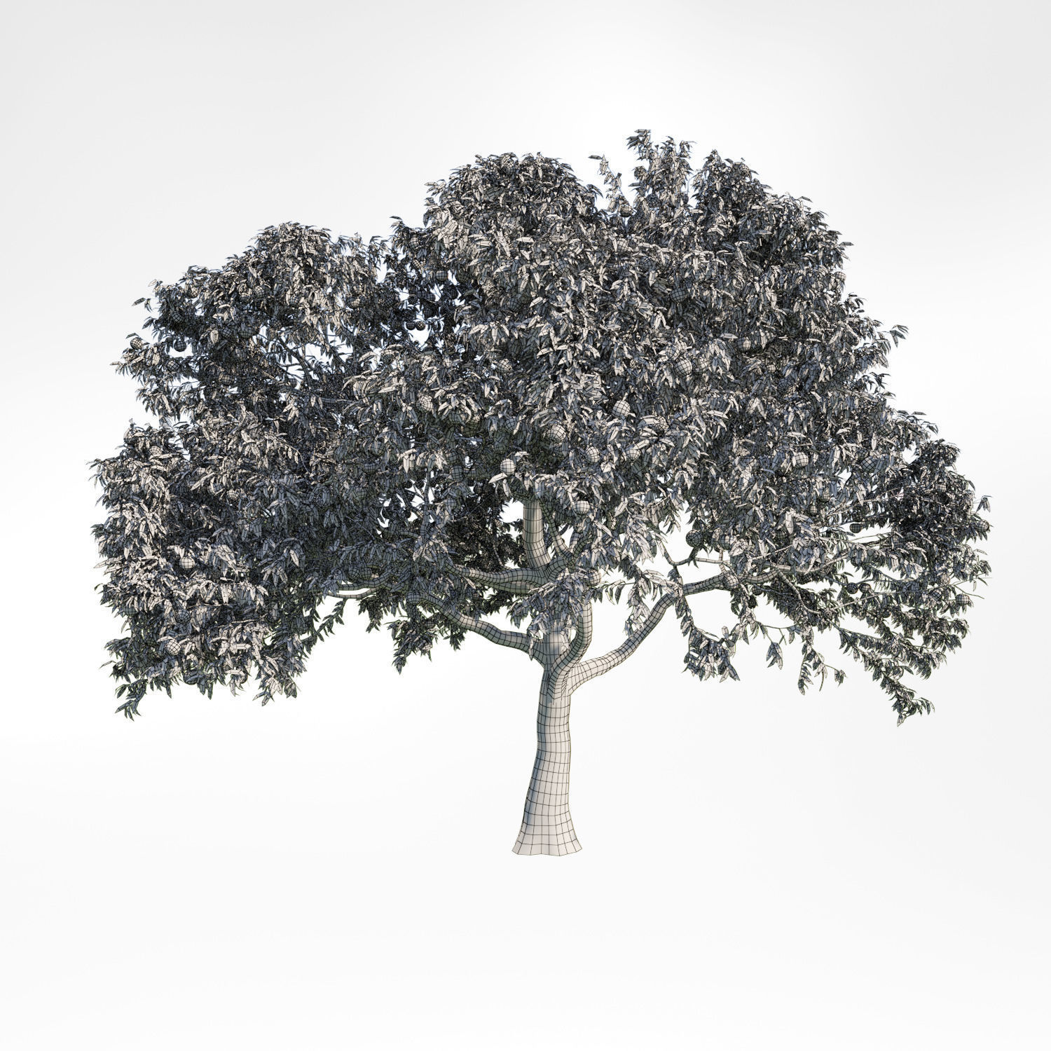 Peach Tree 1 3D model_1