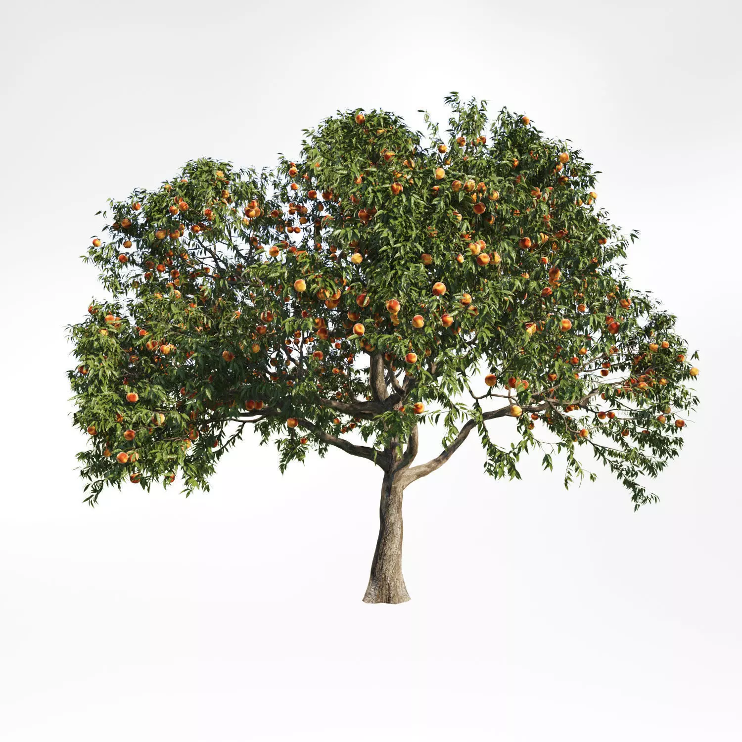 Peach Tree 1 3D model_0