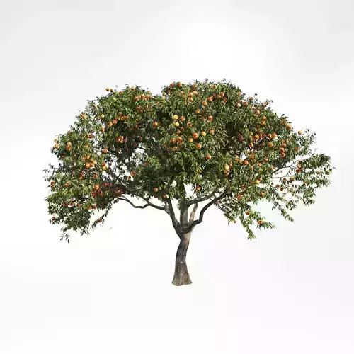 Peach tree 2 3D model