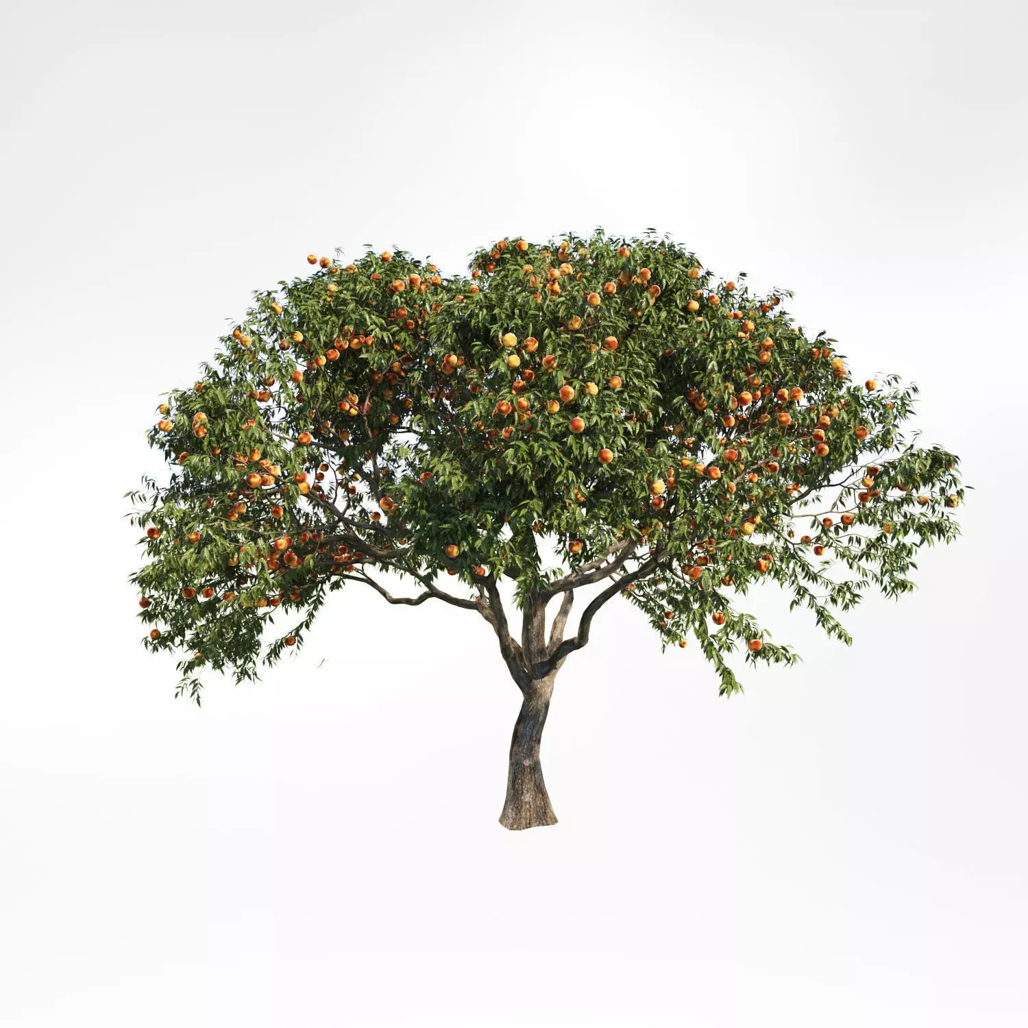 Peach tree 2 3D model_0