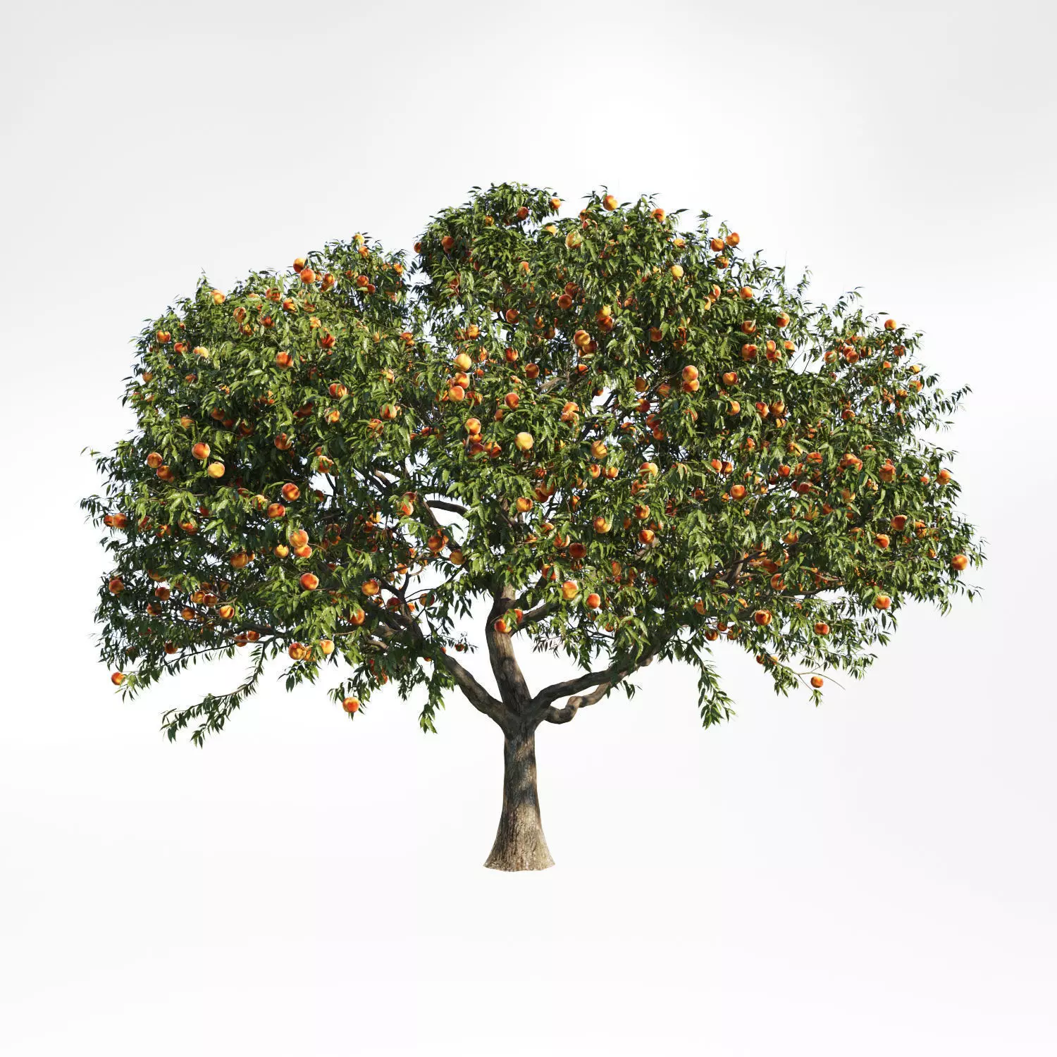 PeachTree 3 orange tree 3D model_0