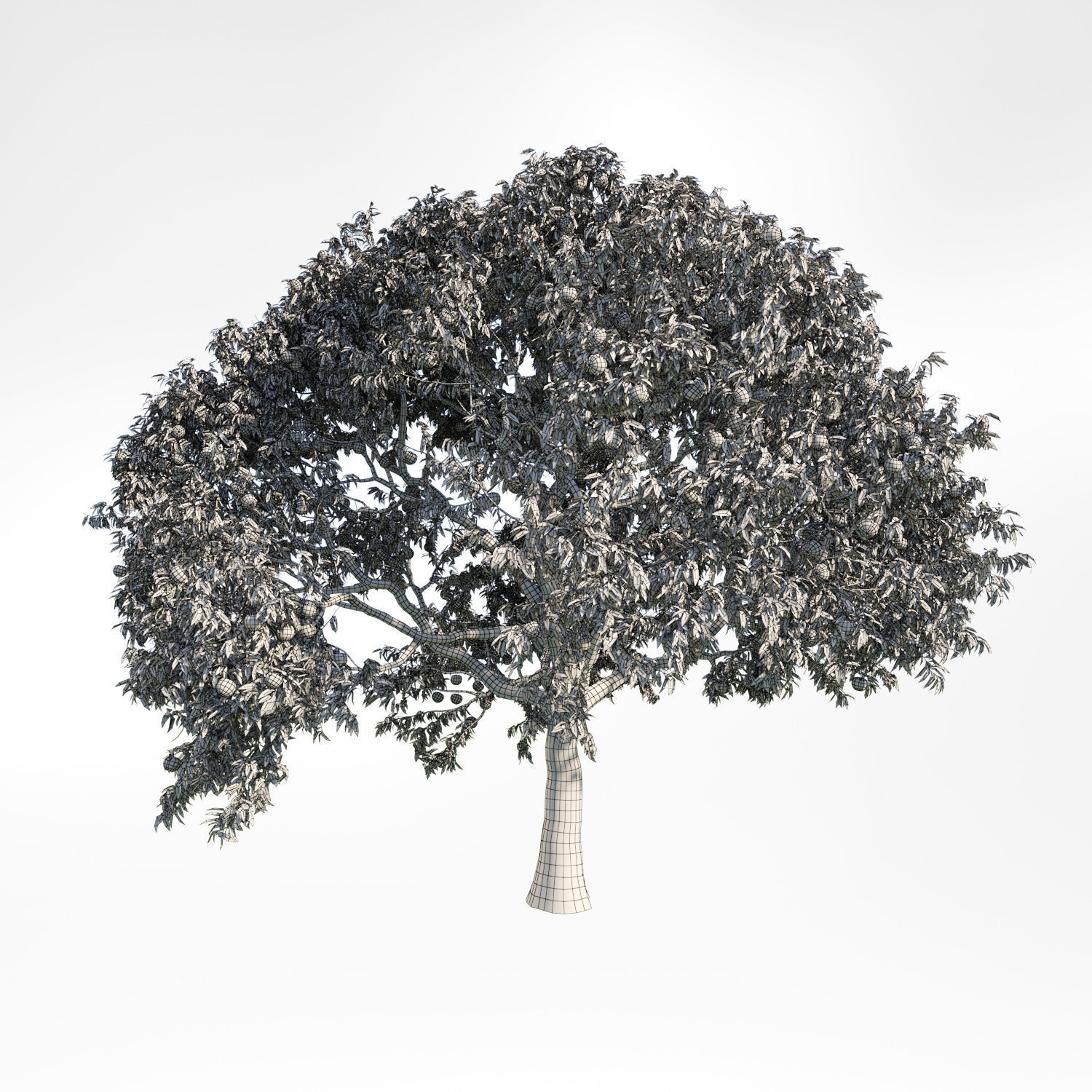 Peach Tree 5 3D model_1