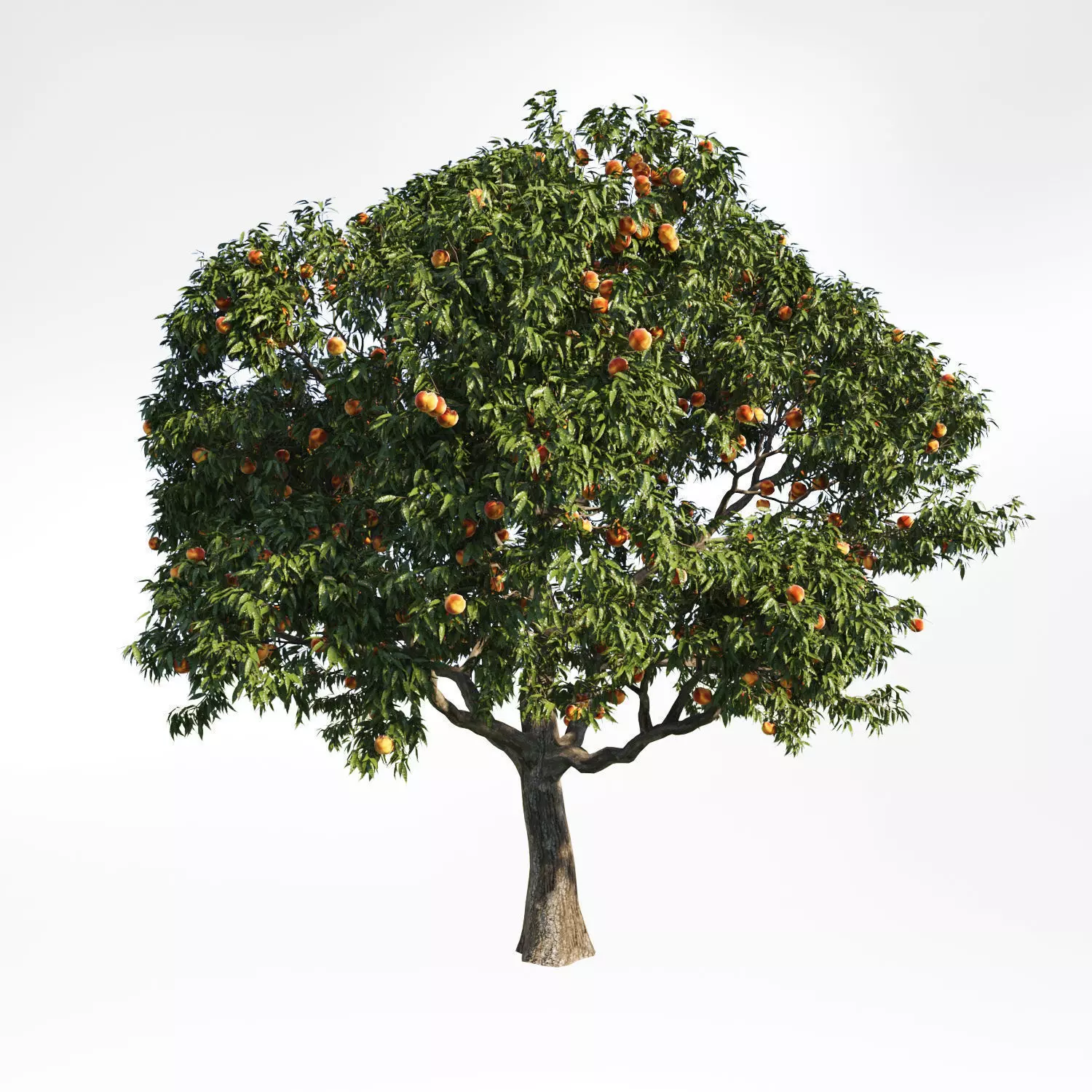 Peach Tree6 3D model_0