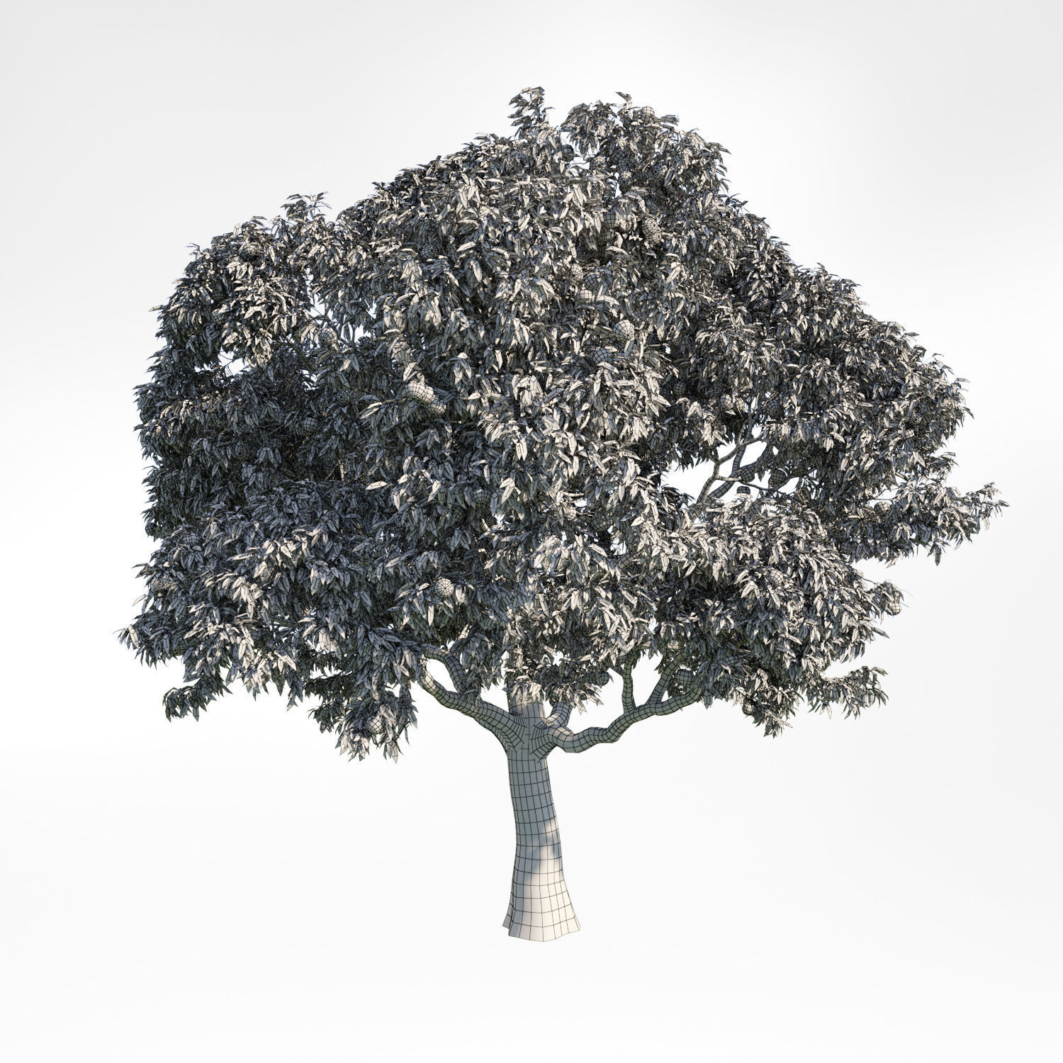 Peach Tree6 3D model_1