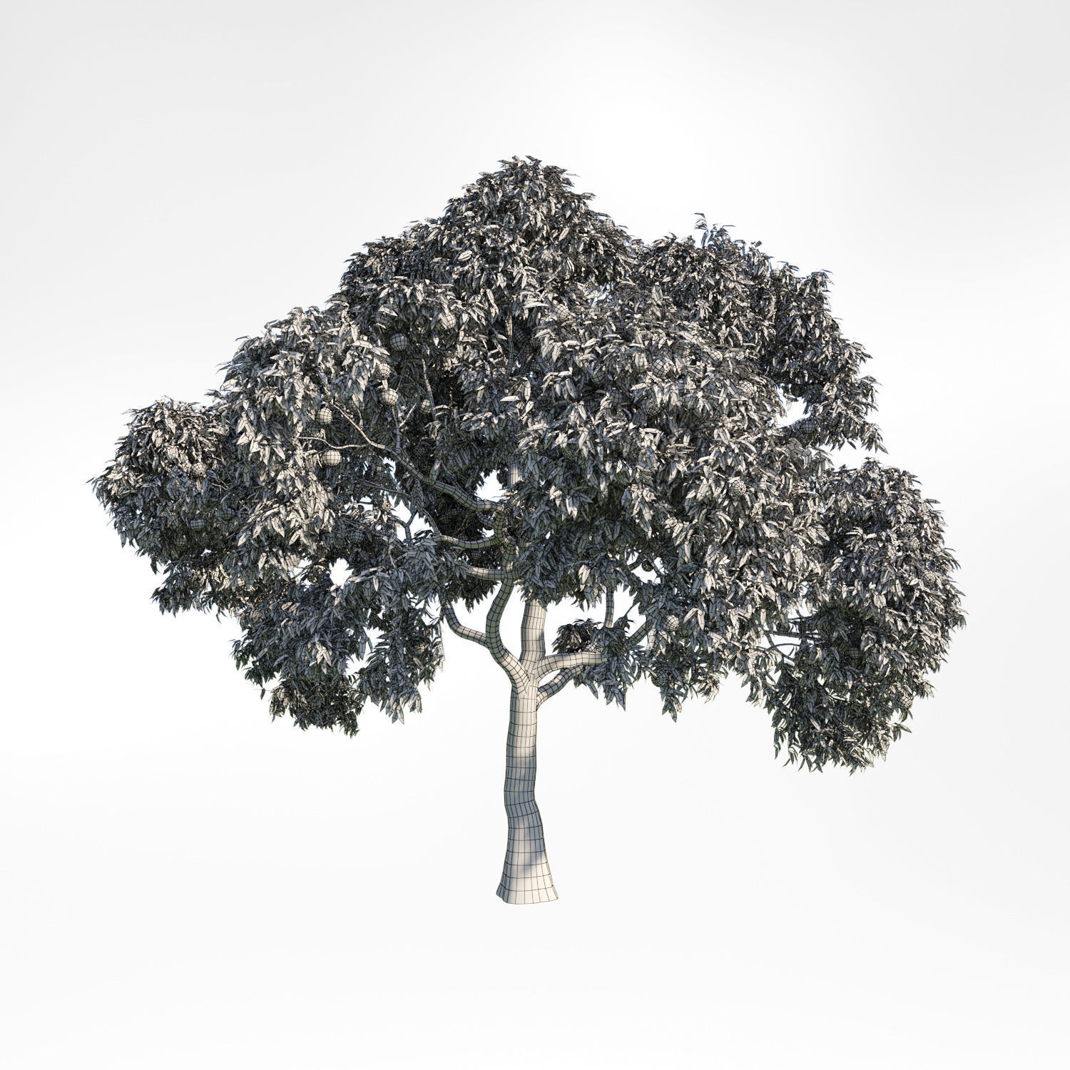 Peach Tree 7 3D model_1