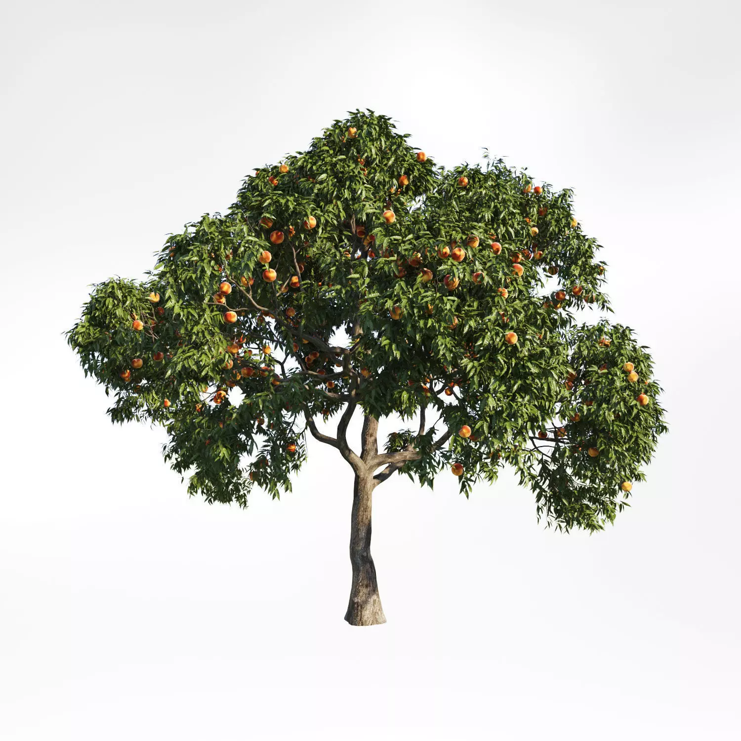 Peach Tree 7 3D model_0