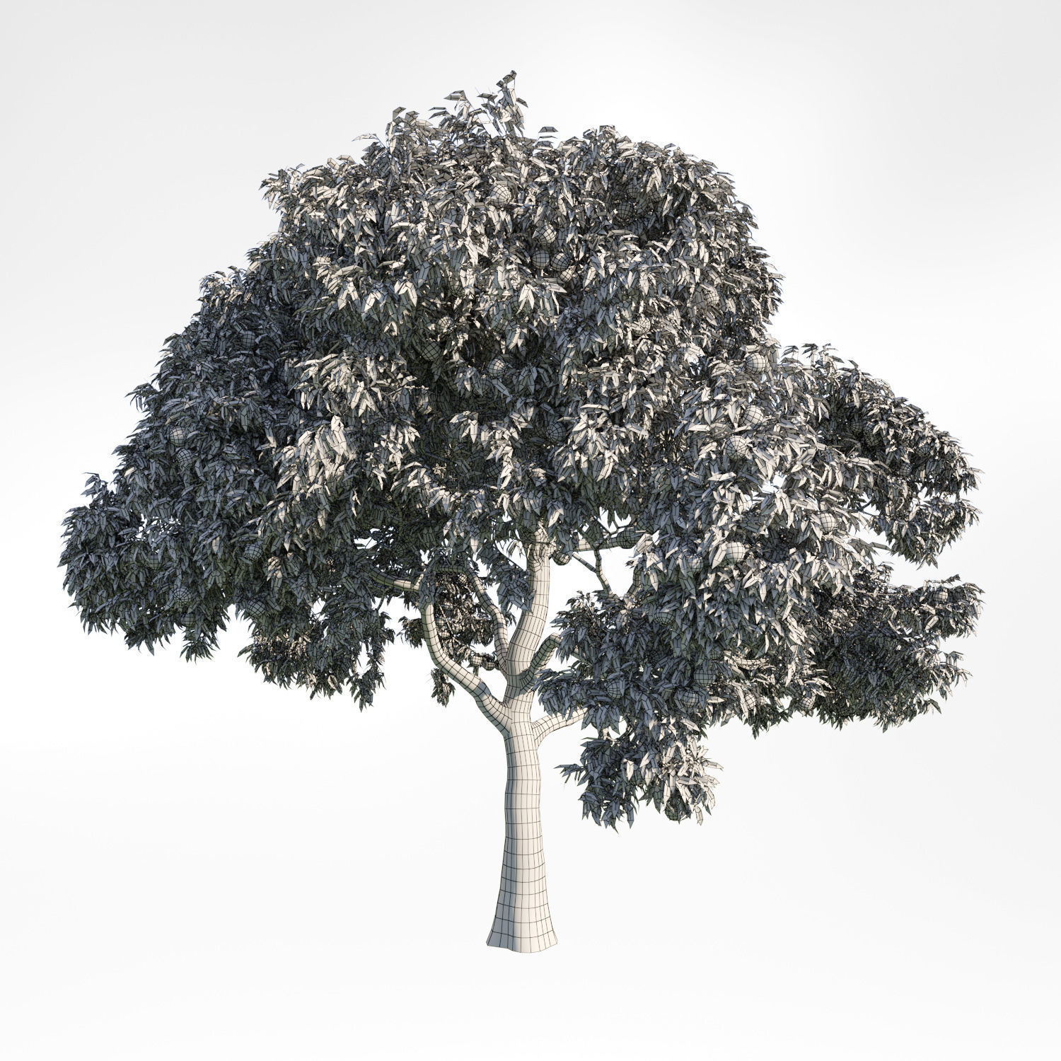 Peach Tree 9 3D model_1