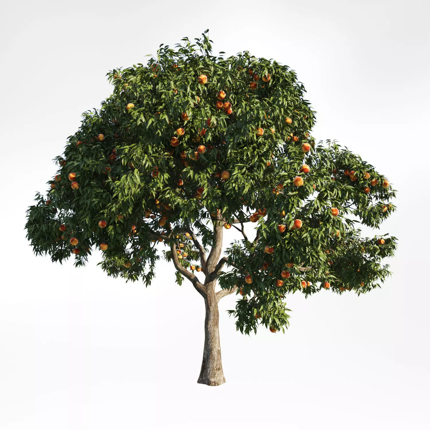 Peach Tree 9 3D model_0