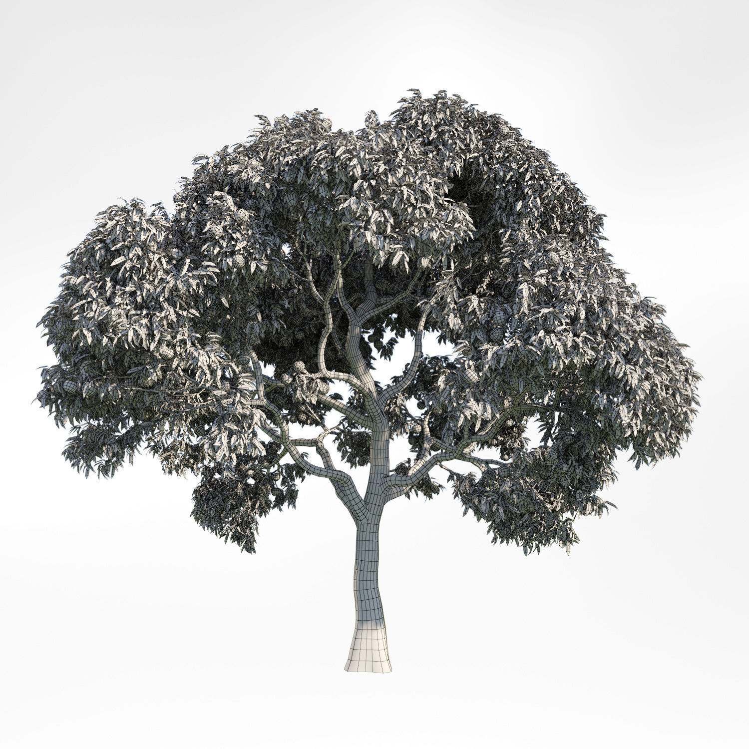 PeachTree 10 3D model_1