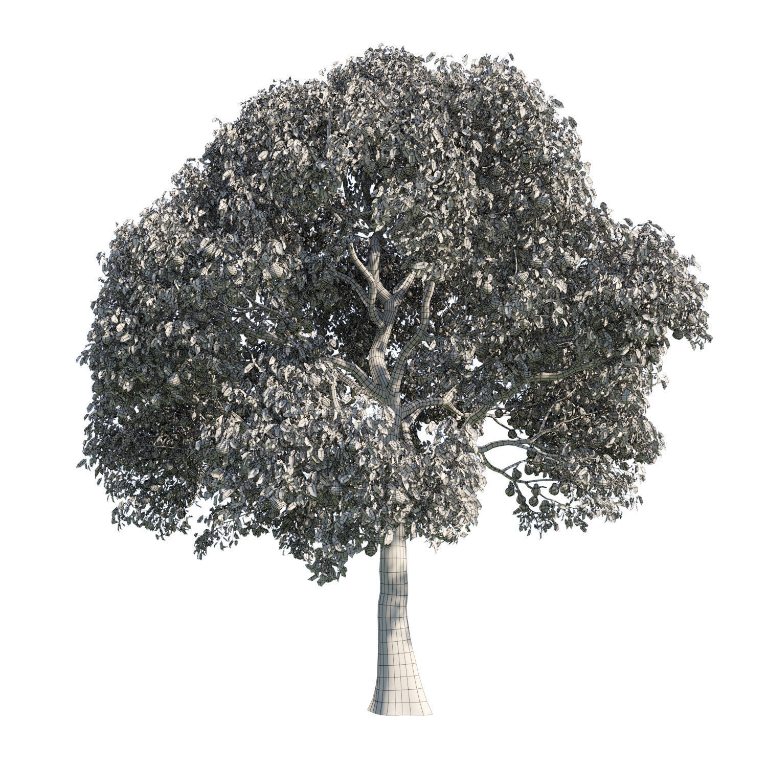 Pear Tree Model Pear Tree 2 3D model | CGTrader