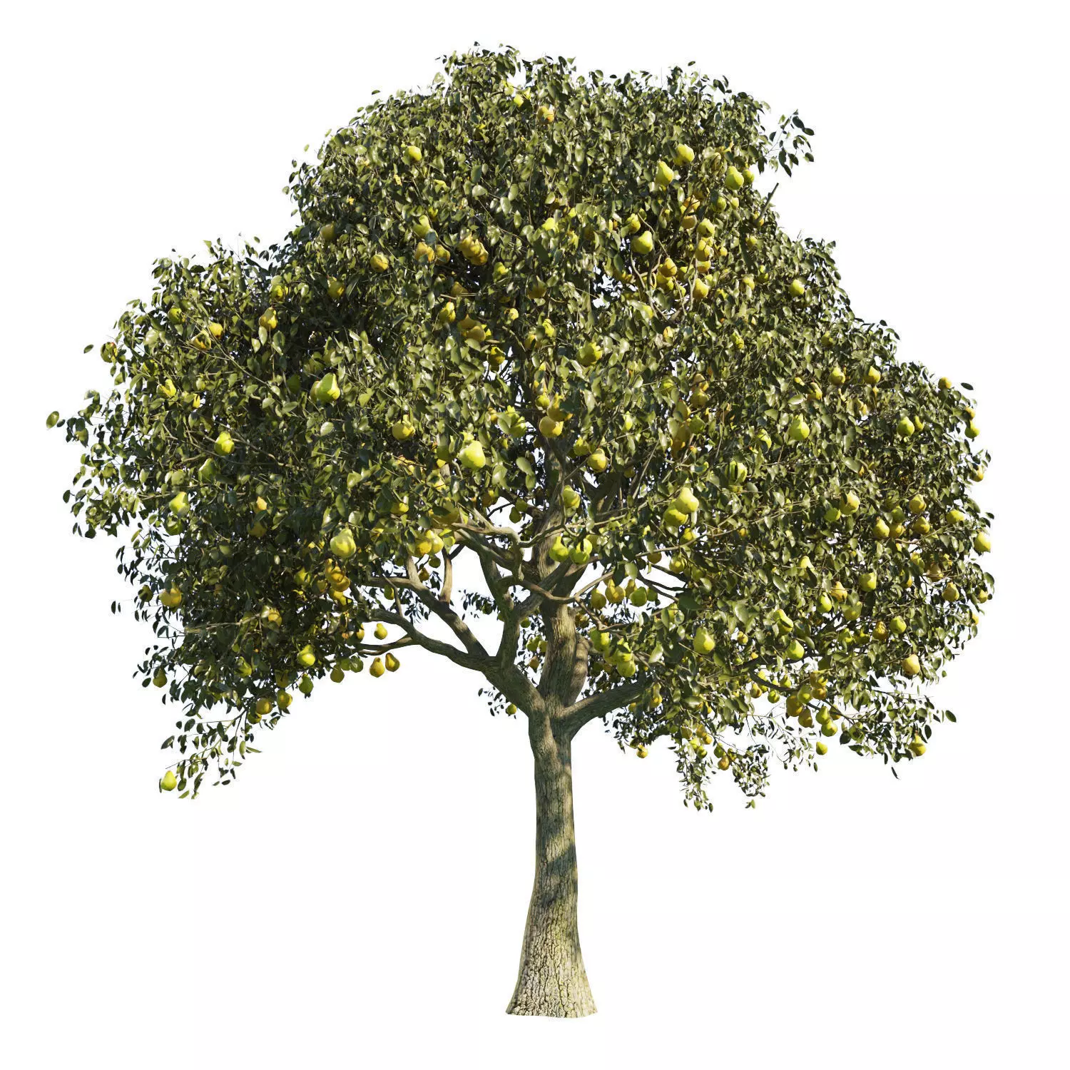 Pear Tree Model Pear Tree 3 3D model | CGTrader
