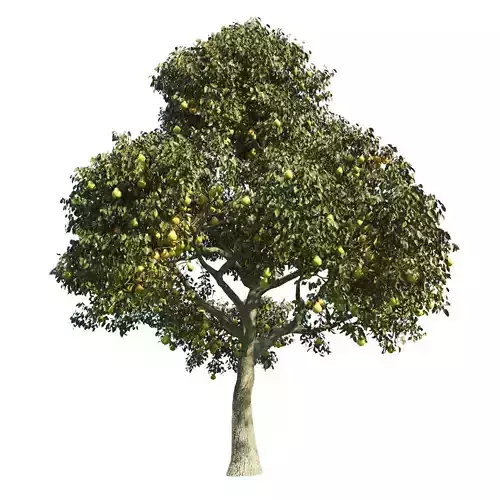 Pear Tree 4