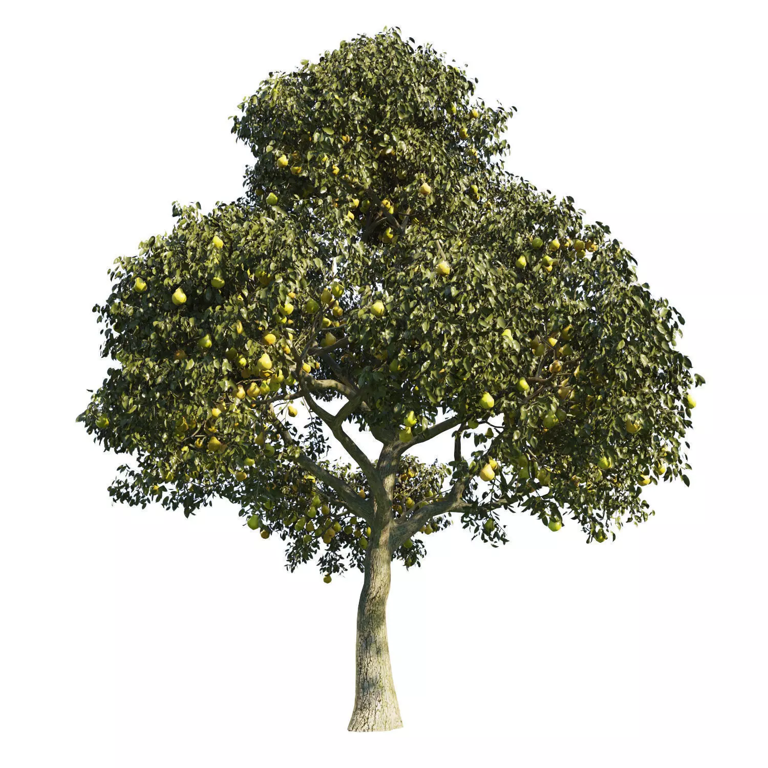 Pear Tree Model Pear Tree 4 3D model | CGTrader