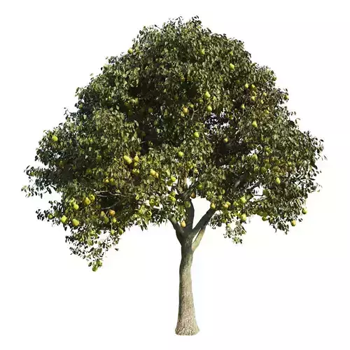 Peartree 5 pear tree