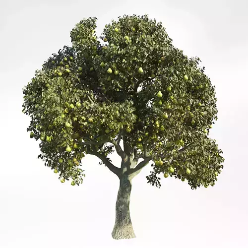 PearTree6 tree with fruit