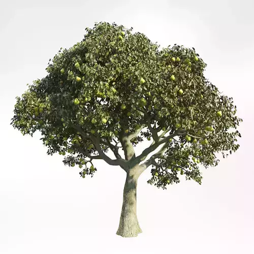 PearTree 7 lemon tree