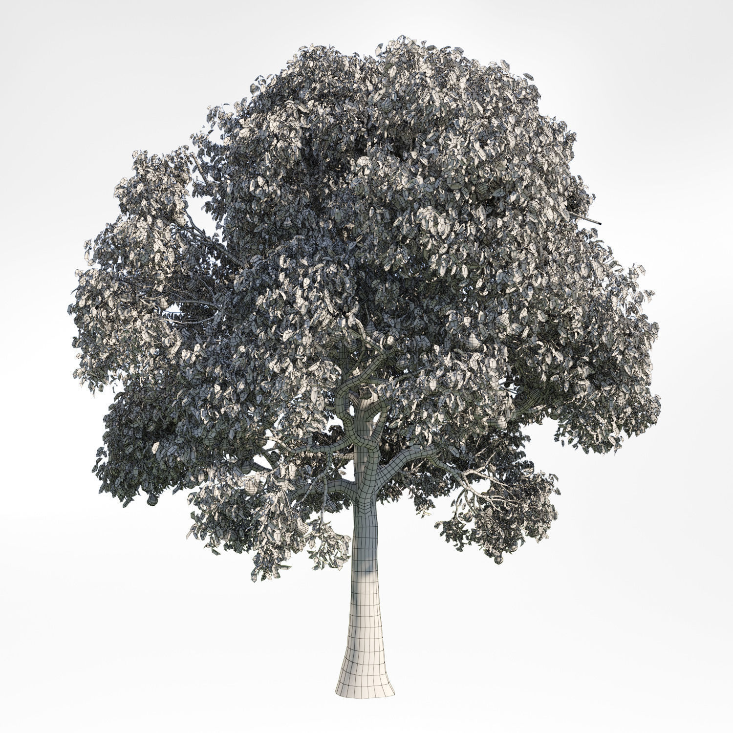 Pear Tree 10 3D model_1