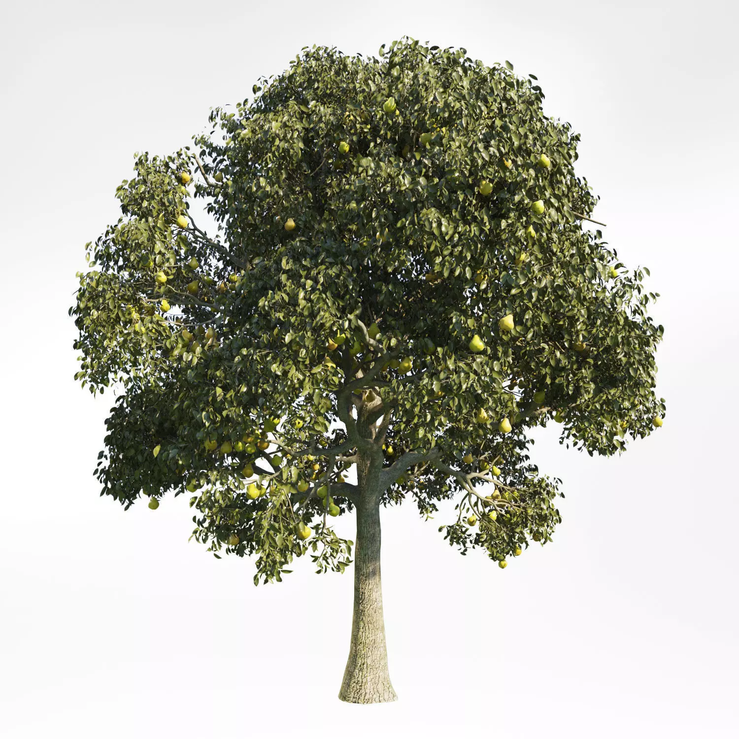 Pear Tree 10 3D model_0