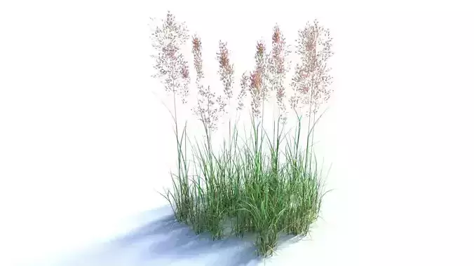 Bent Grass Agrostis Capillaris 3D model