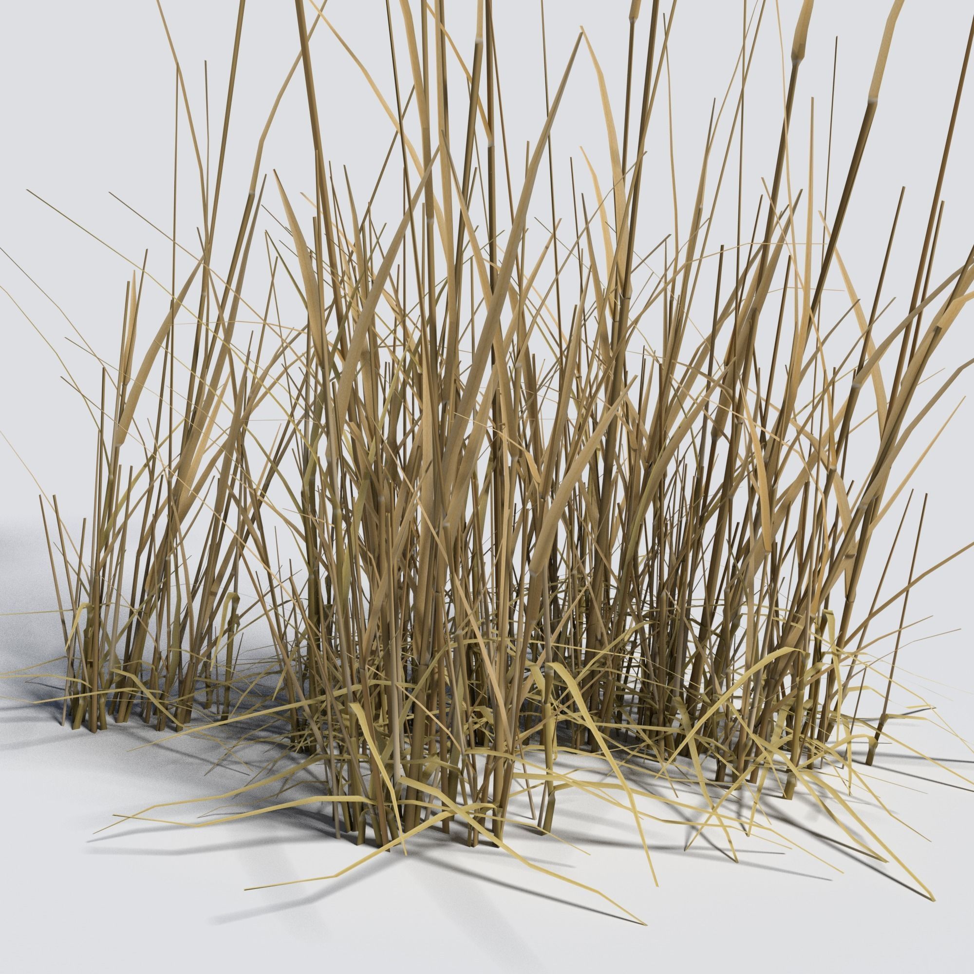 Dry Bent Grass Agrostis Capillaris 3D model_2