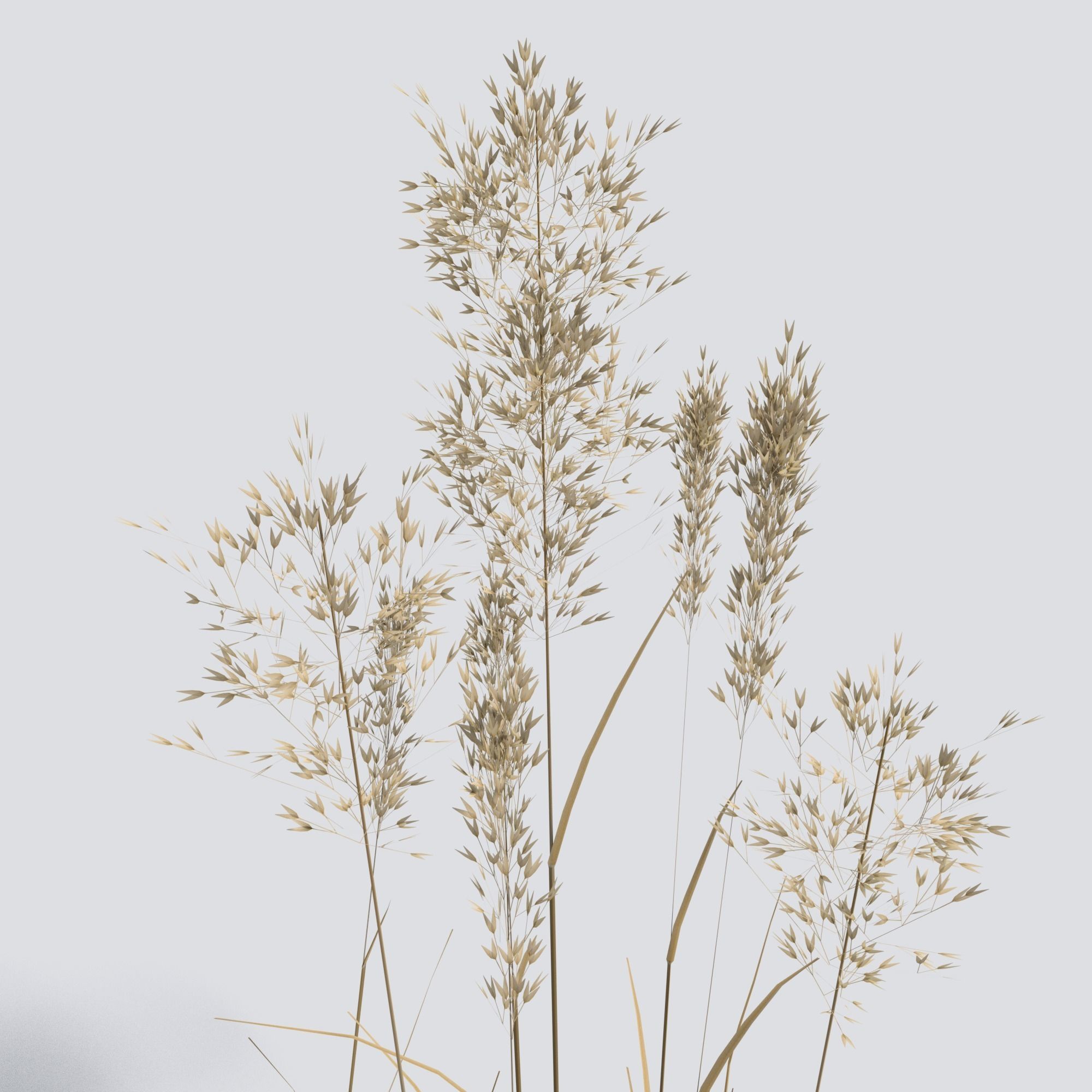 Dry Bent Grass Agrostis Capillaris 3D model_3