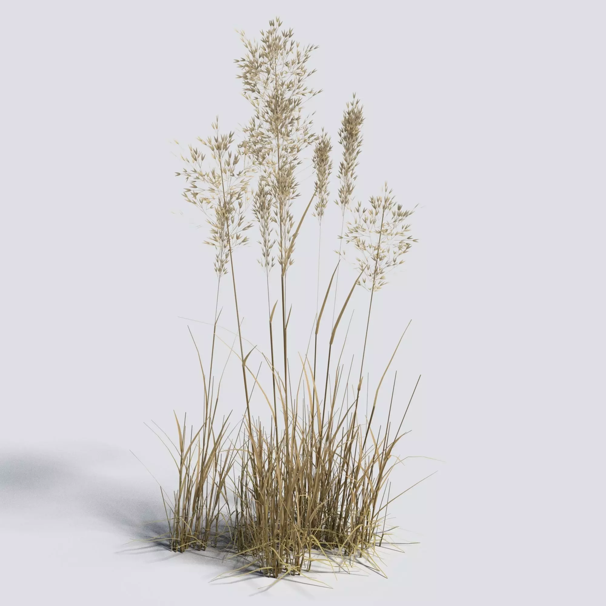 Dry Bent Grass Agrostis Capillaris 3D model_0