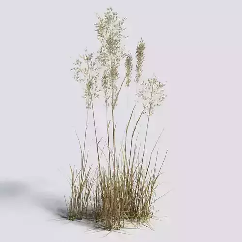 Dry Bent Grass Agrostis Capillaris 3D model