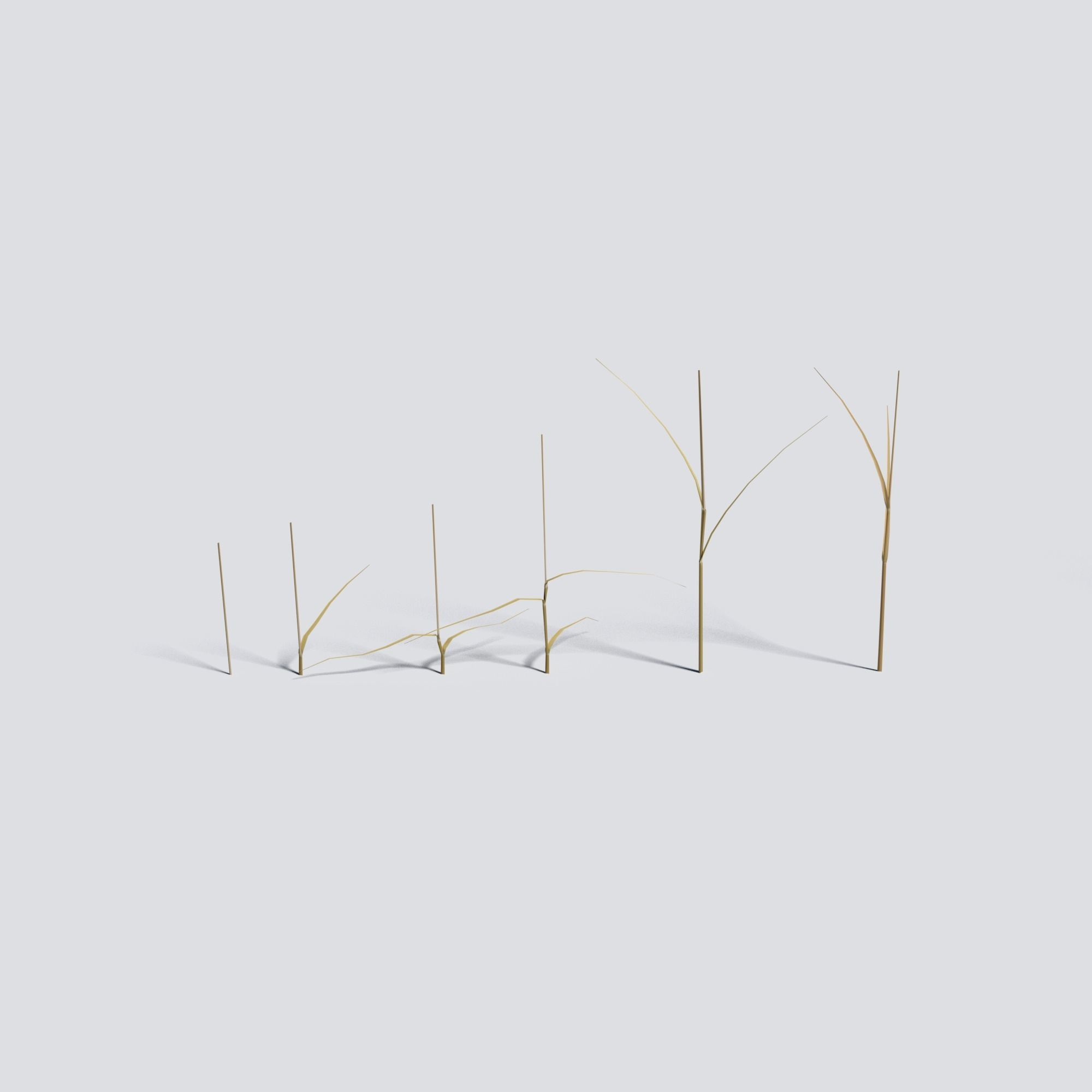 Dry Bent Grass Agrostis Capillaris 3D model_7