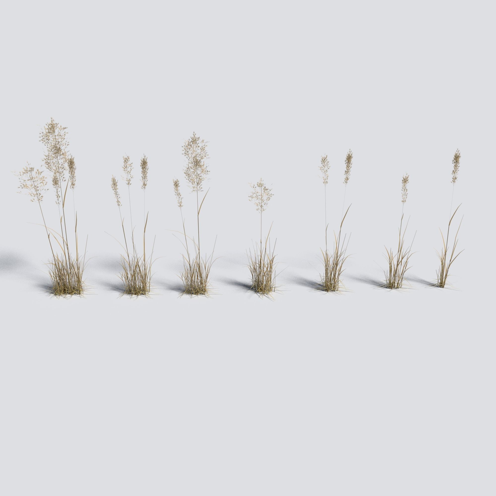 Dry Bent Grass Agrostis Capillaris 3D model_4