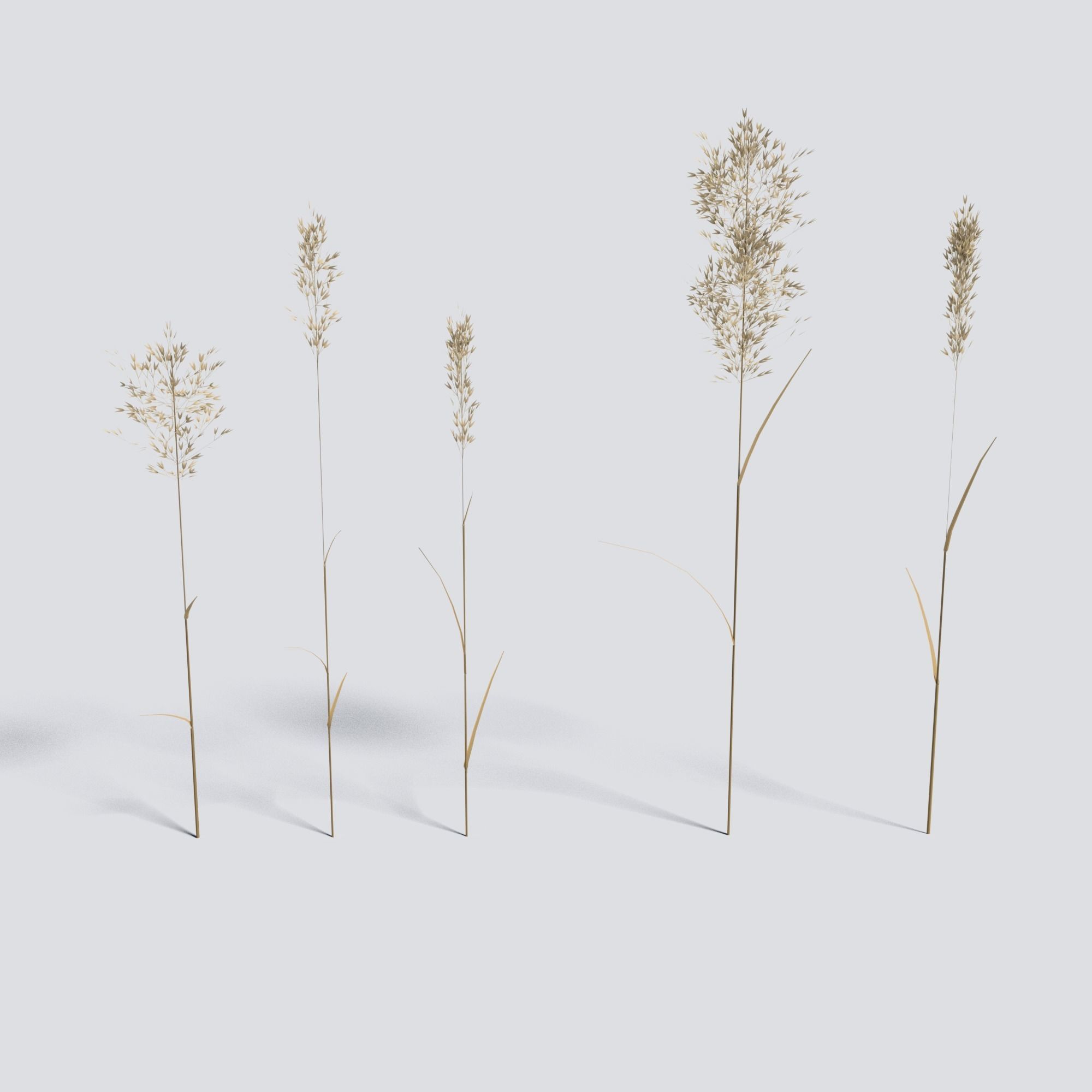 Dry Bent Grass Agrostis Capillaris 3D model_5