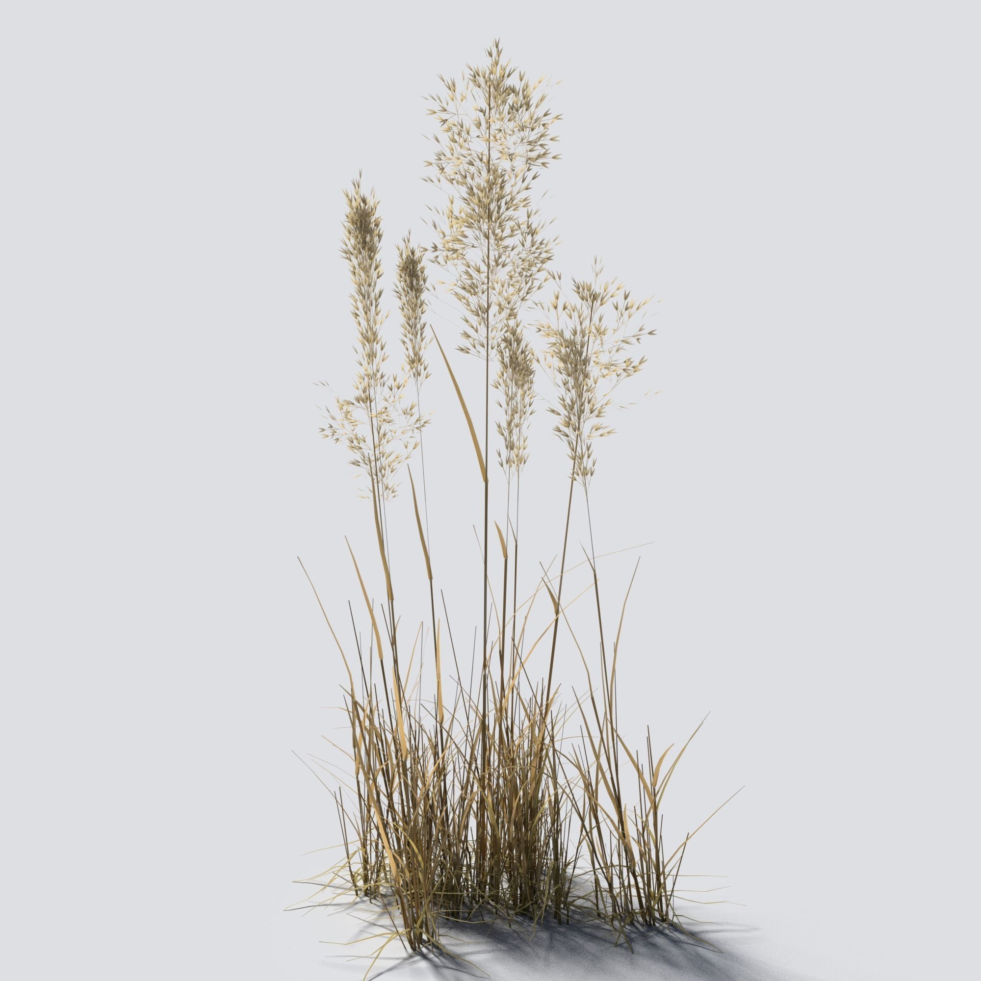 Dry Bent Grass Agrostis Capillaris 3D model_1