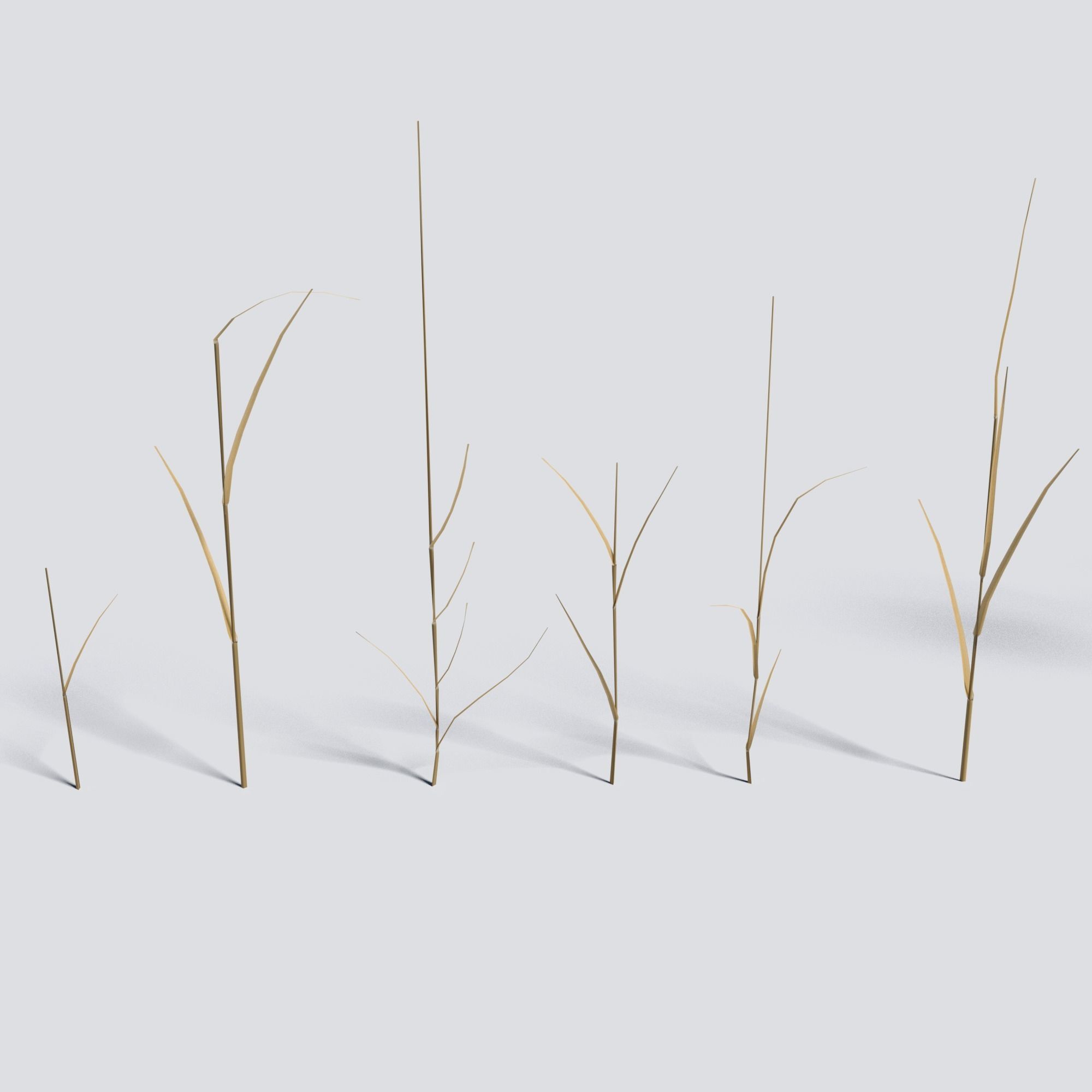 Dry Bent Grass Agrostis Capillaris 3D model_6