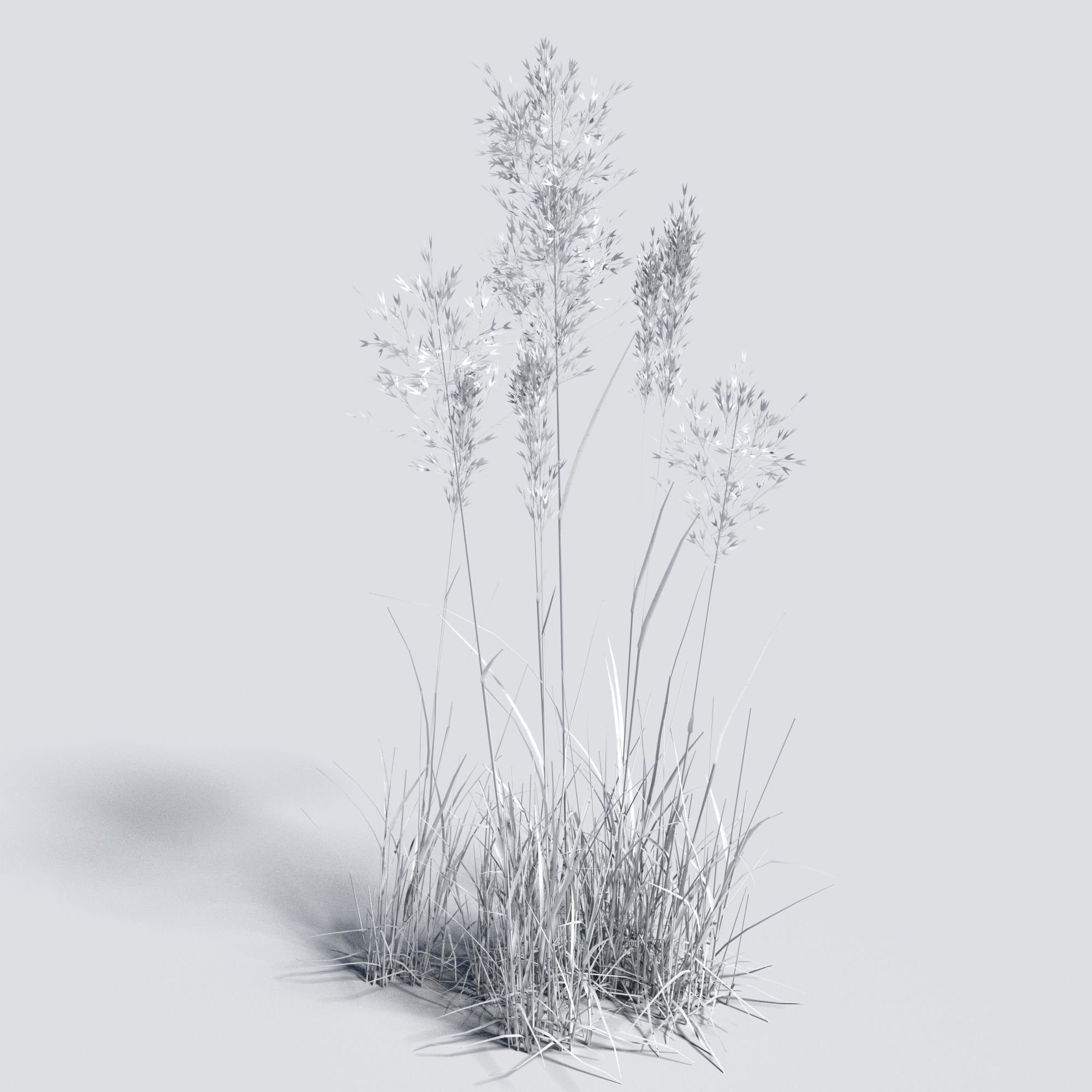 Dry Bent Grass Agrostis Capillaris 3D model_8