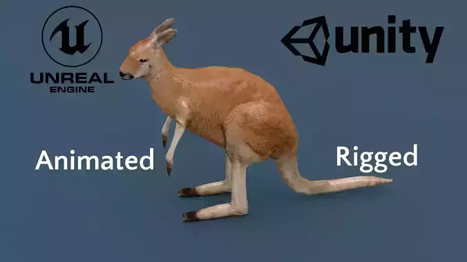 Kangaroo Animated Rigged