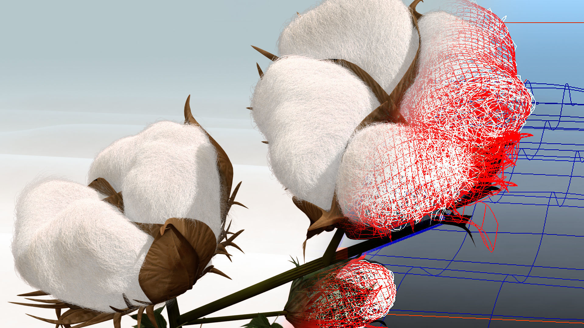 Cotton plant in desert 3D model_7