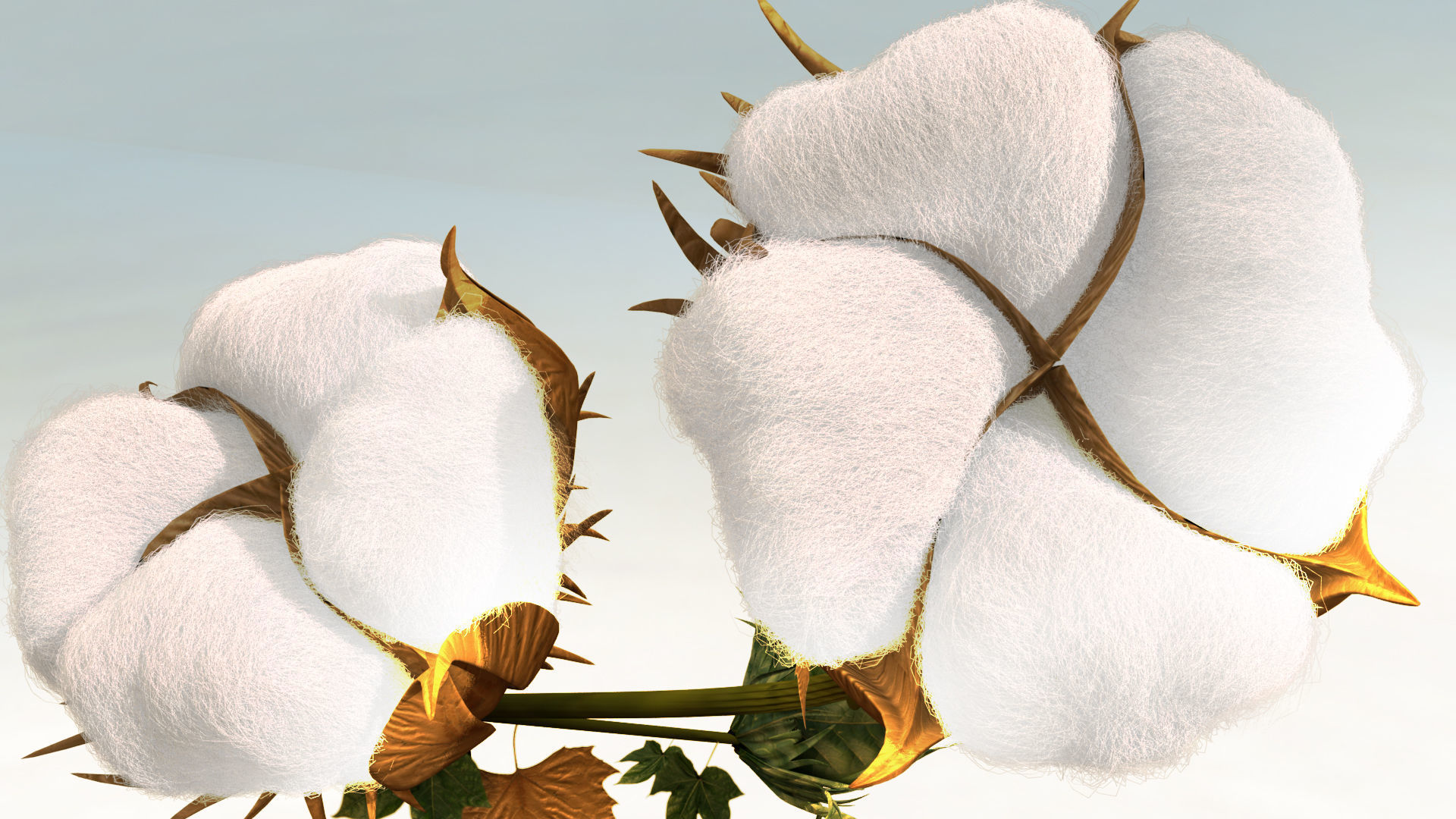 Cotton plant in desert 3D model_6